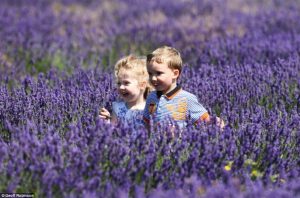 hoa lavender