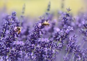 hoa kho lavender