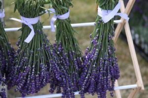 hoa lavender kho