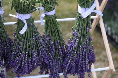 hoa lavender kho