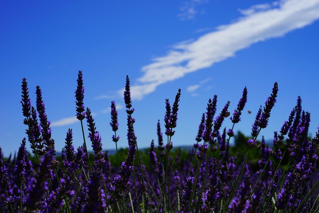 hoa kho lavender_8