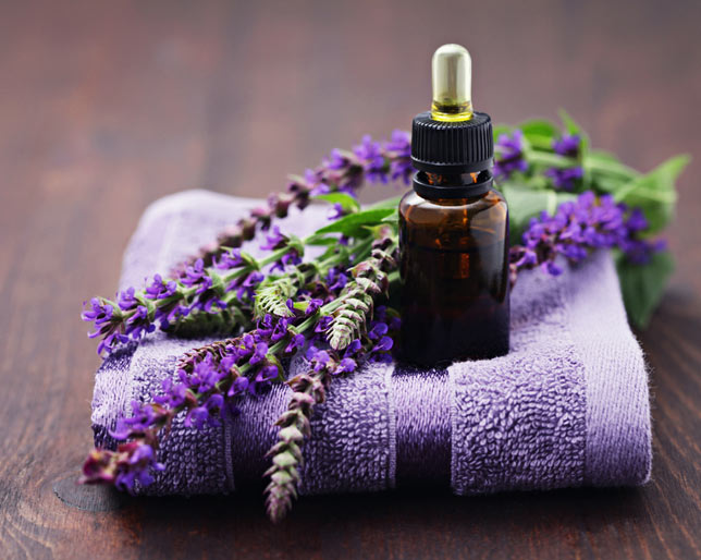 Thế giới Lavender