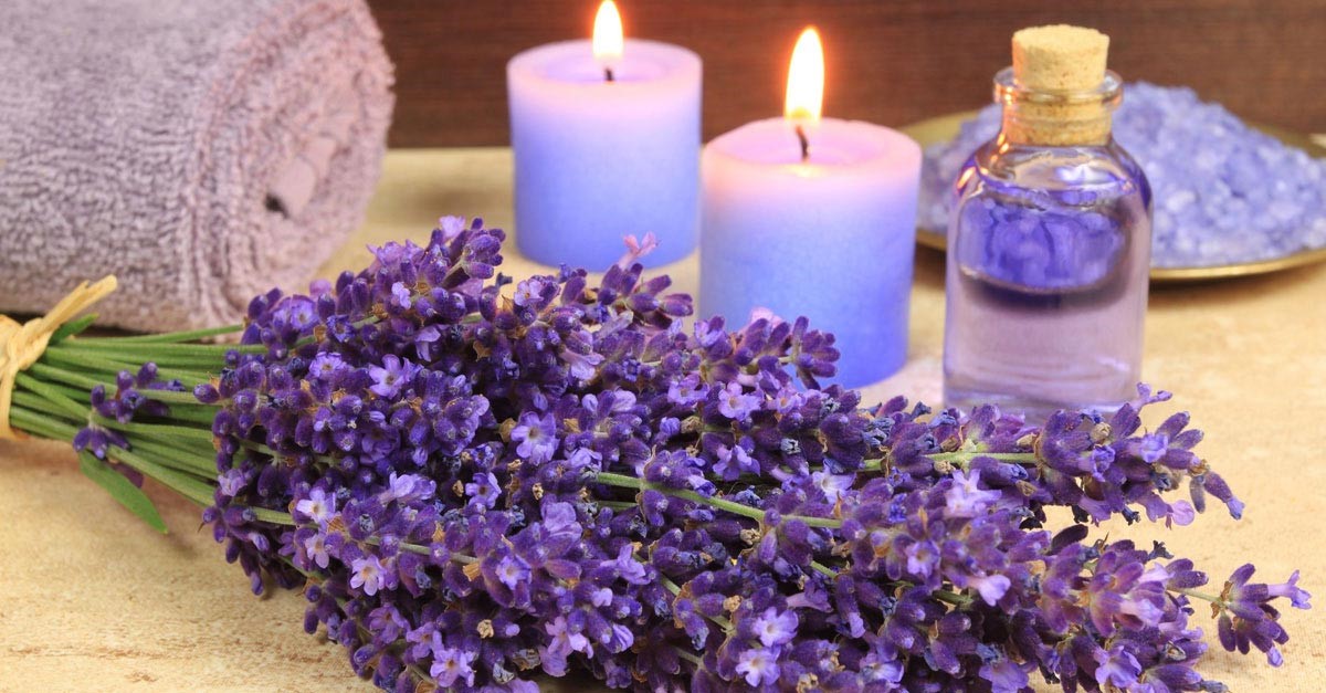 Thế giới Lavender