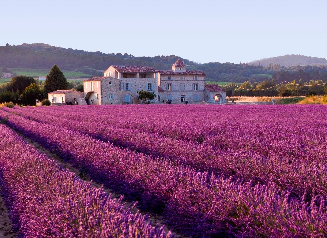 Thế giới Lavender