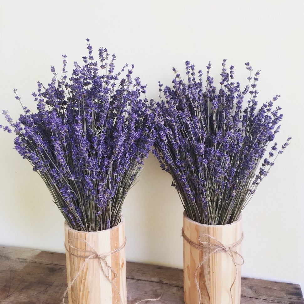 Thế giới Lavender