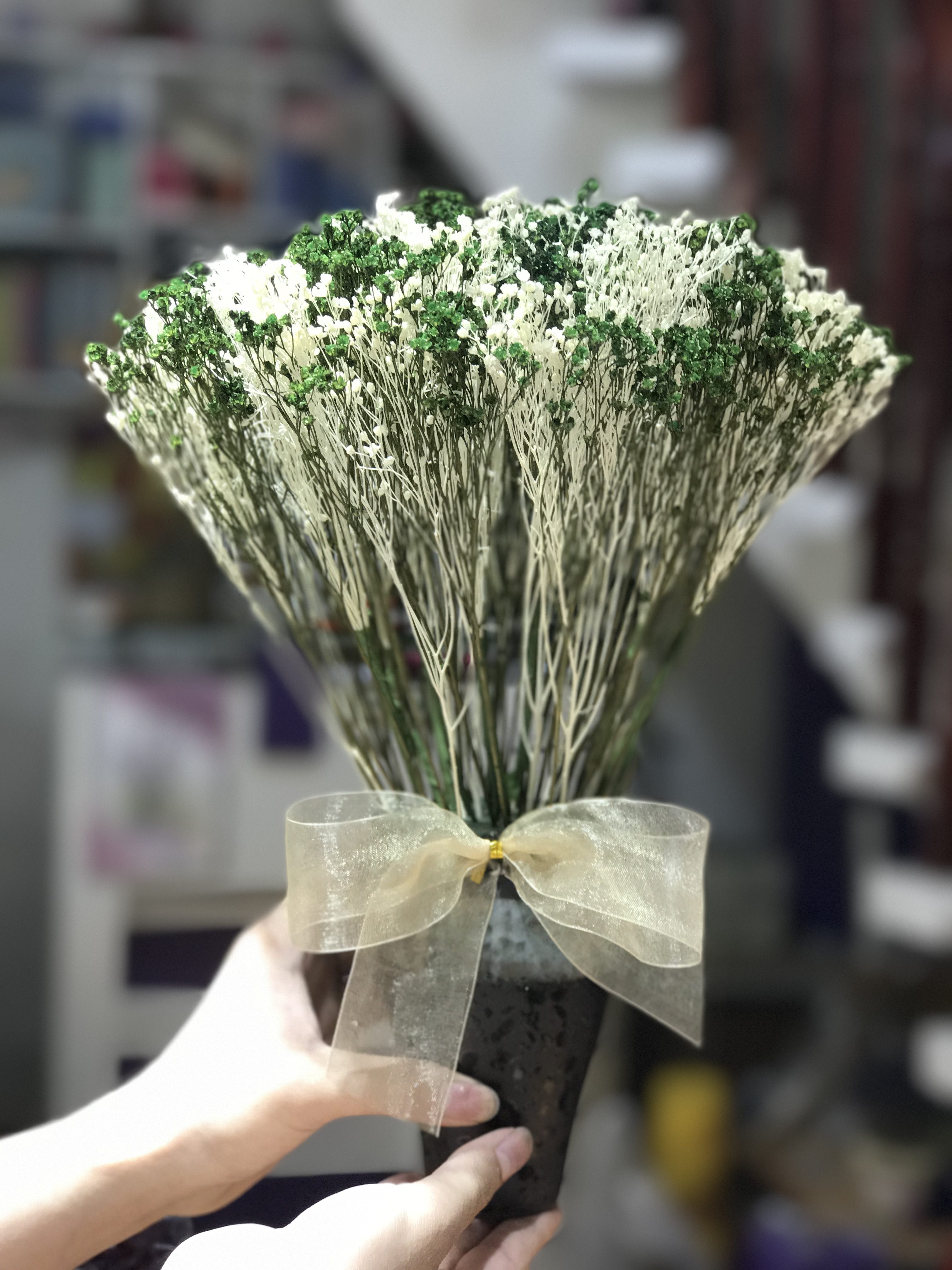 hoa broom bloom