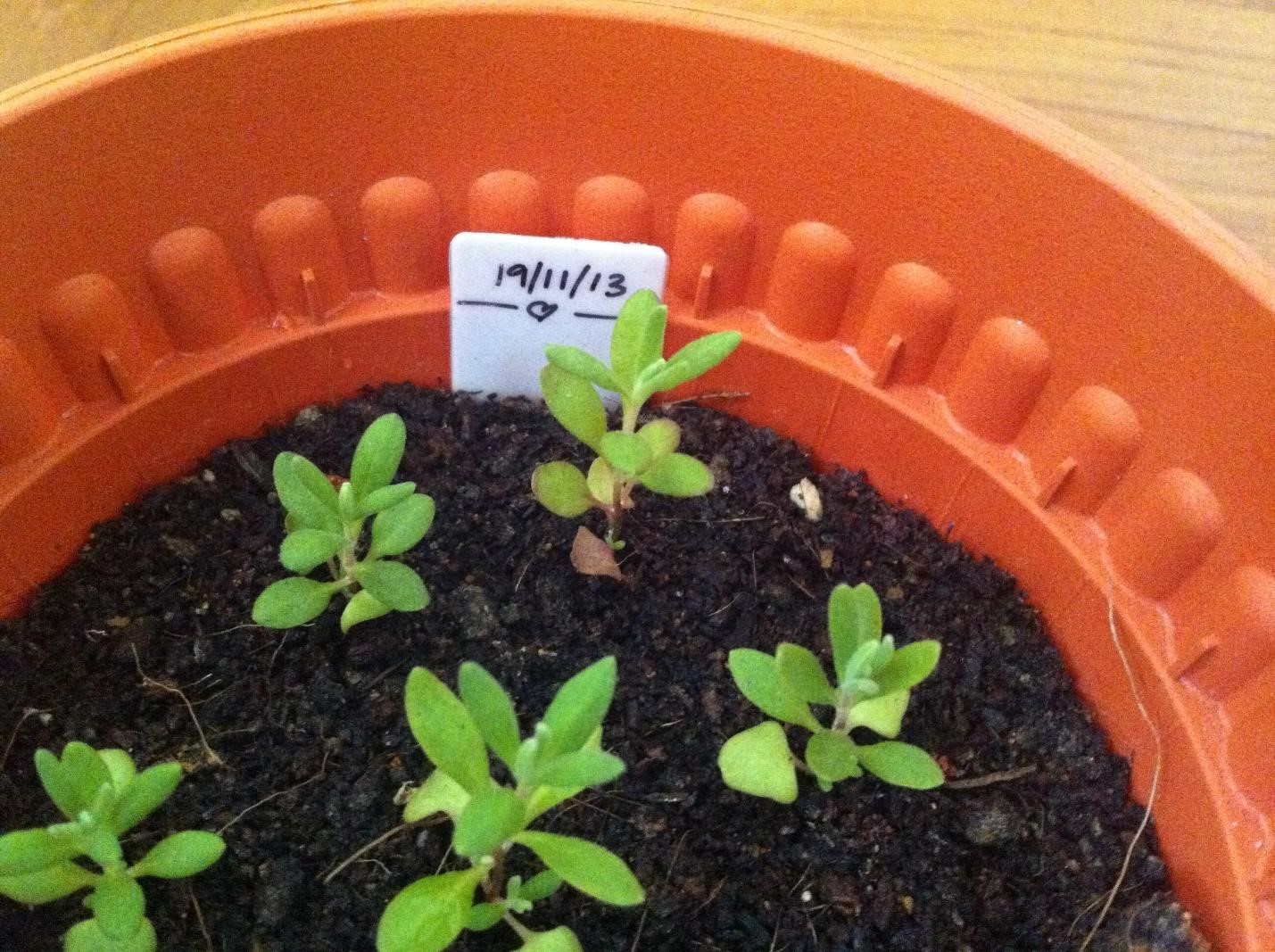 Thế giới Lavender