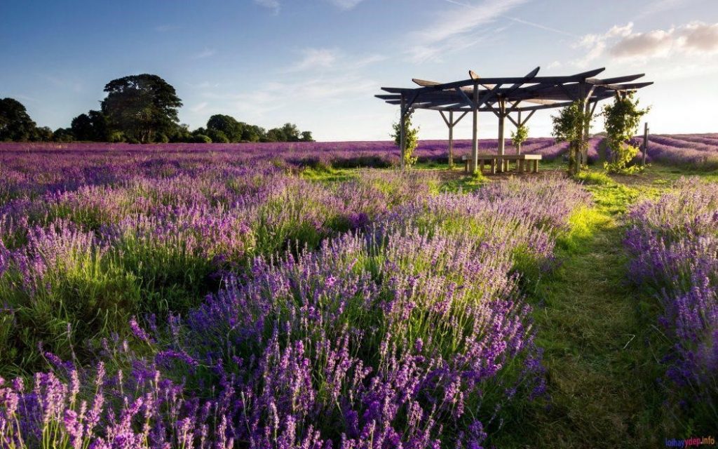 Thế giới Lavender