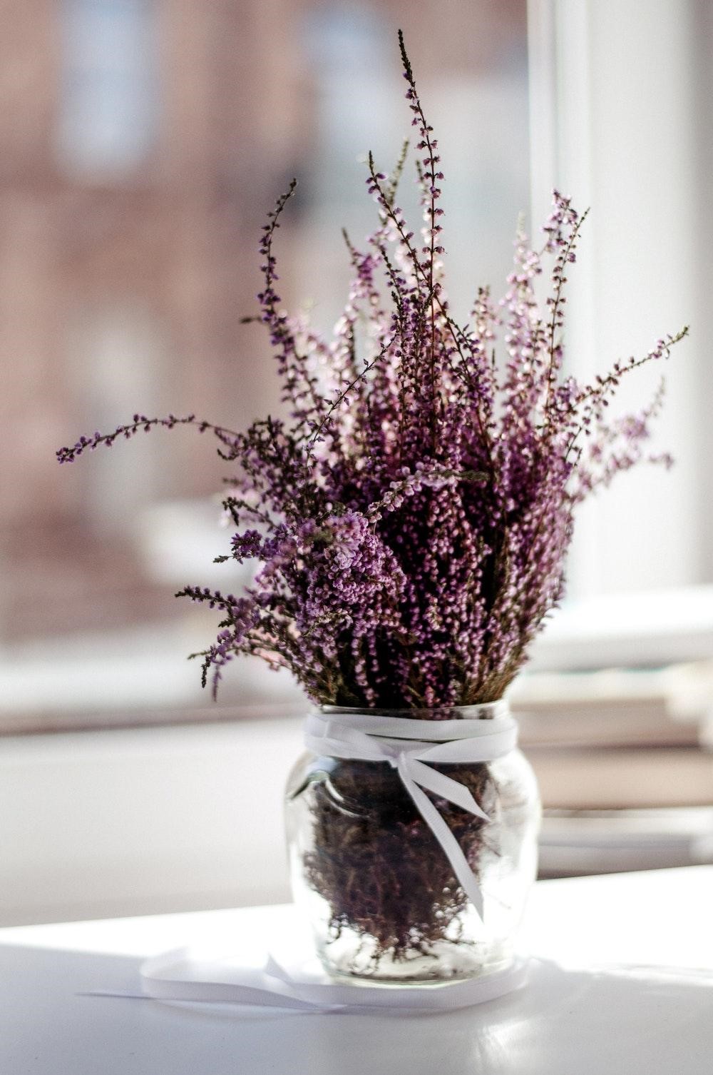 Thế giới Lavender
