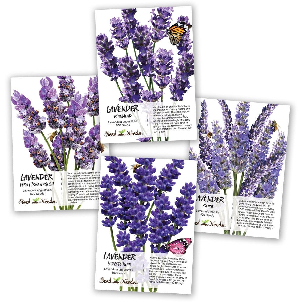 Thế giới Lavender