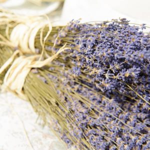 Thế giới Lavender
