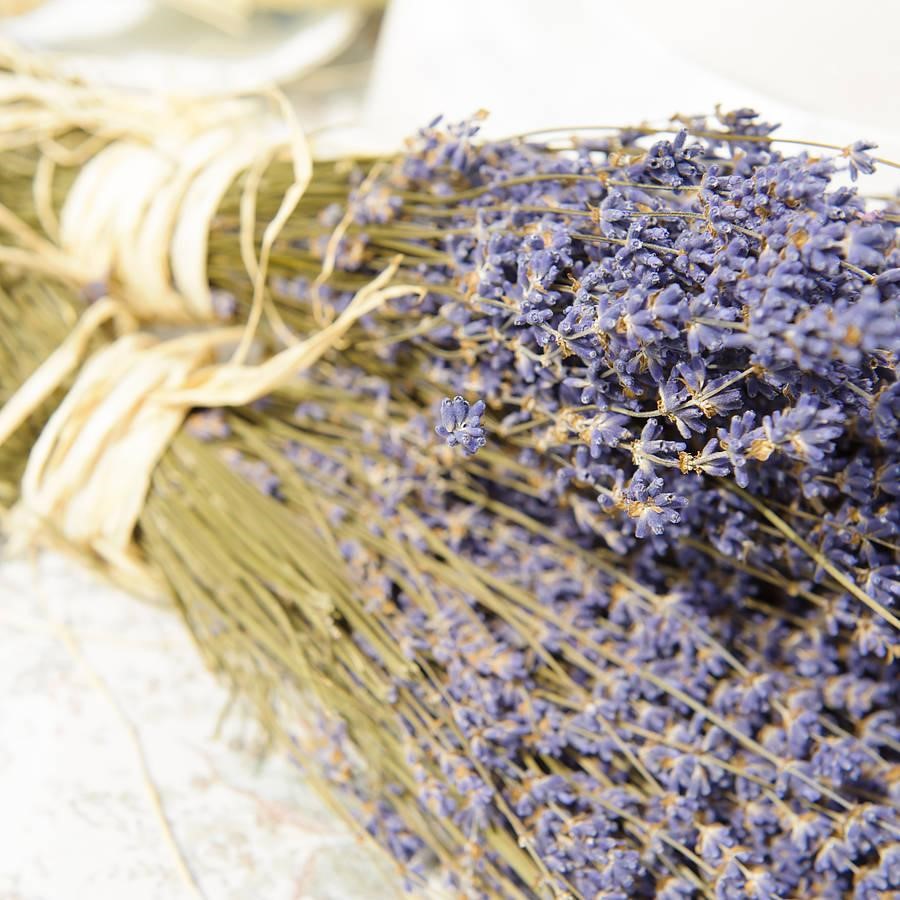 Thế giới Lavender