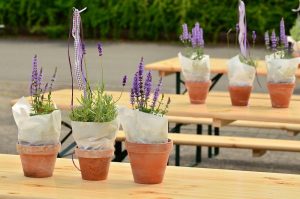 Thế giới Lavender