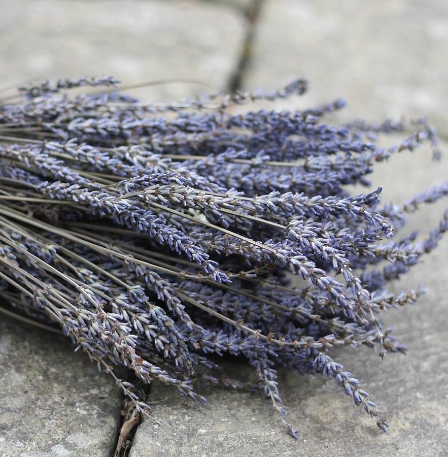Thế giới Lavender