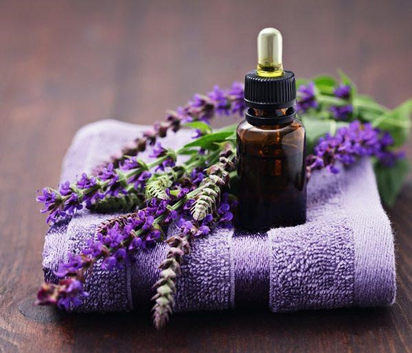 hoa Lavender khô