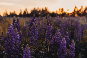 Thế giới Lavender