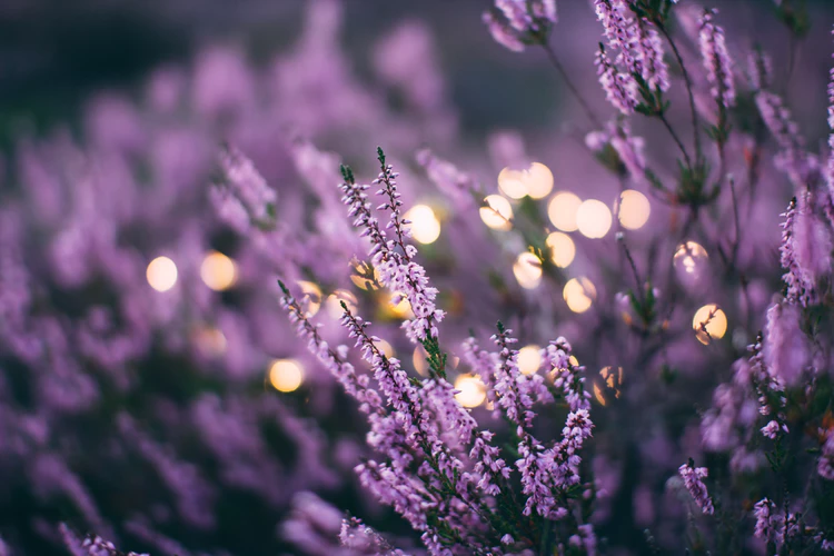 Thế giới Lavender