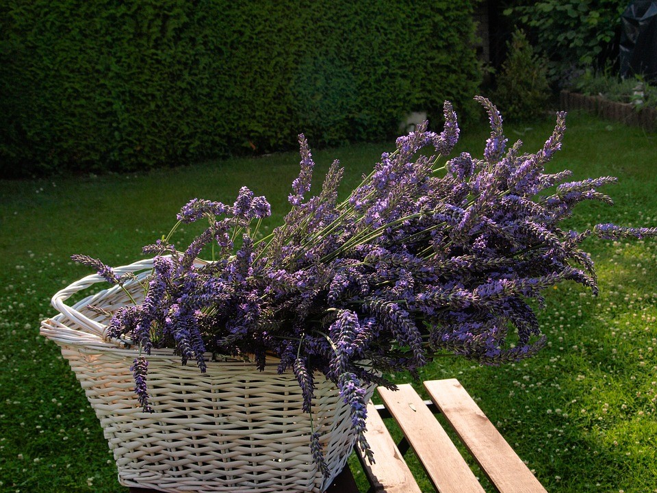Thế giới Lavender