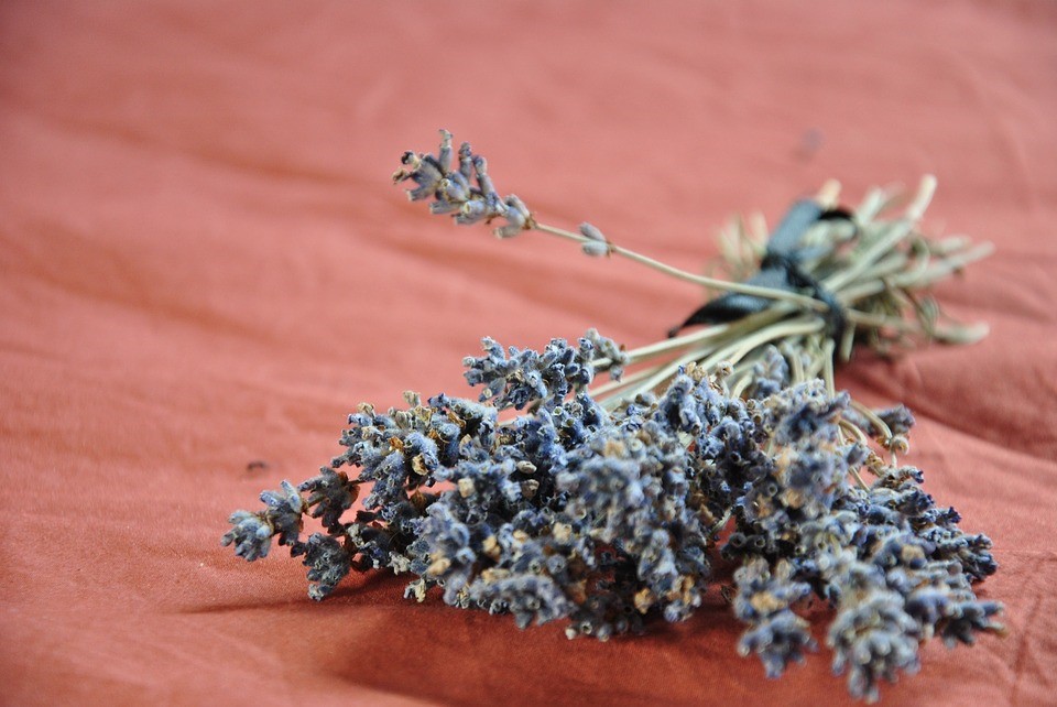 Thế giới Lavender