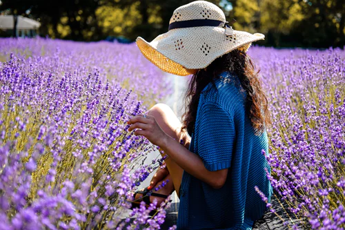hoa Lavender khô