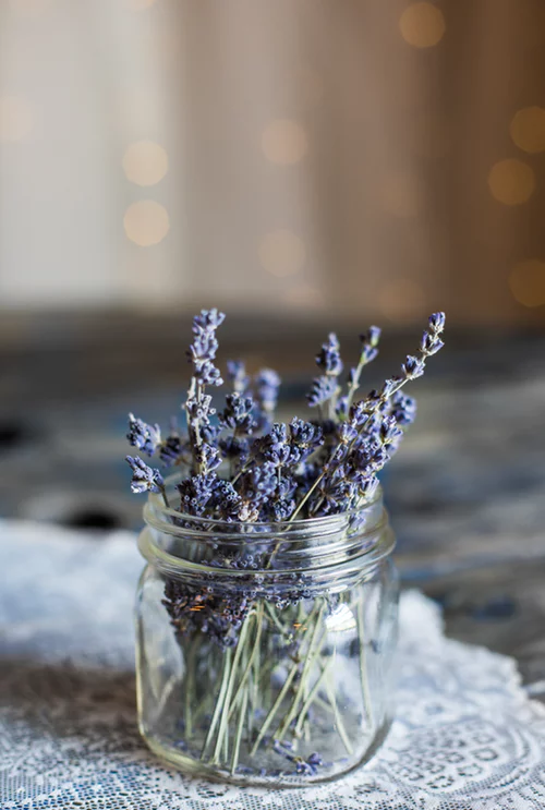 Thế giới Lavender