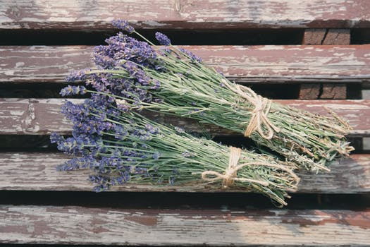 hoa lavender khô