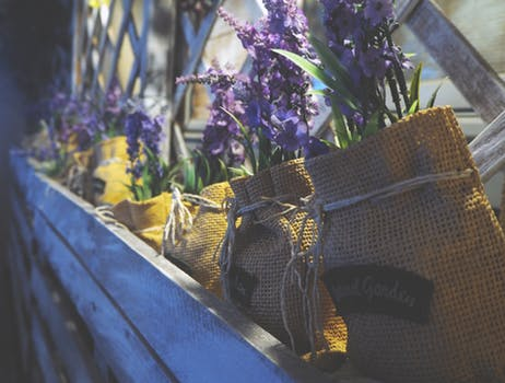 Thế giới Lavender