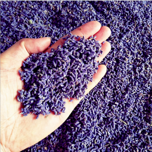 Thế giới Lavender
