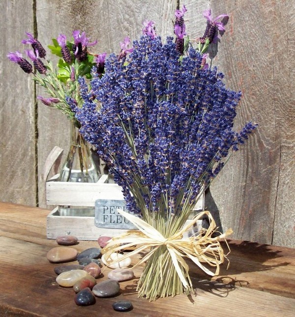 Thế giới Lavender