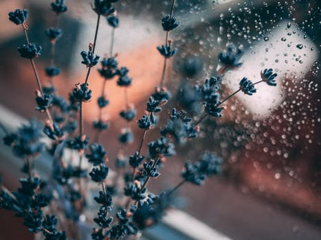 Thế giới Lavender 