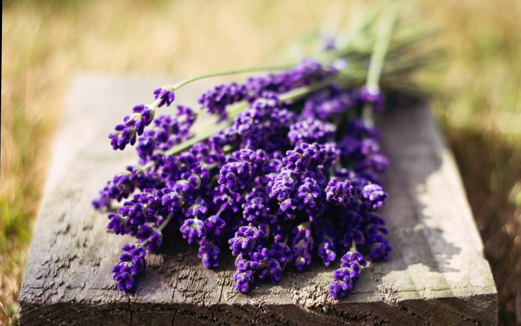 Thế giới Lavender