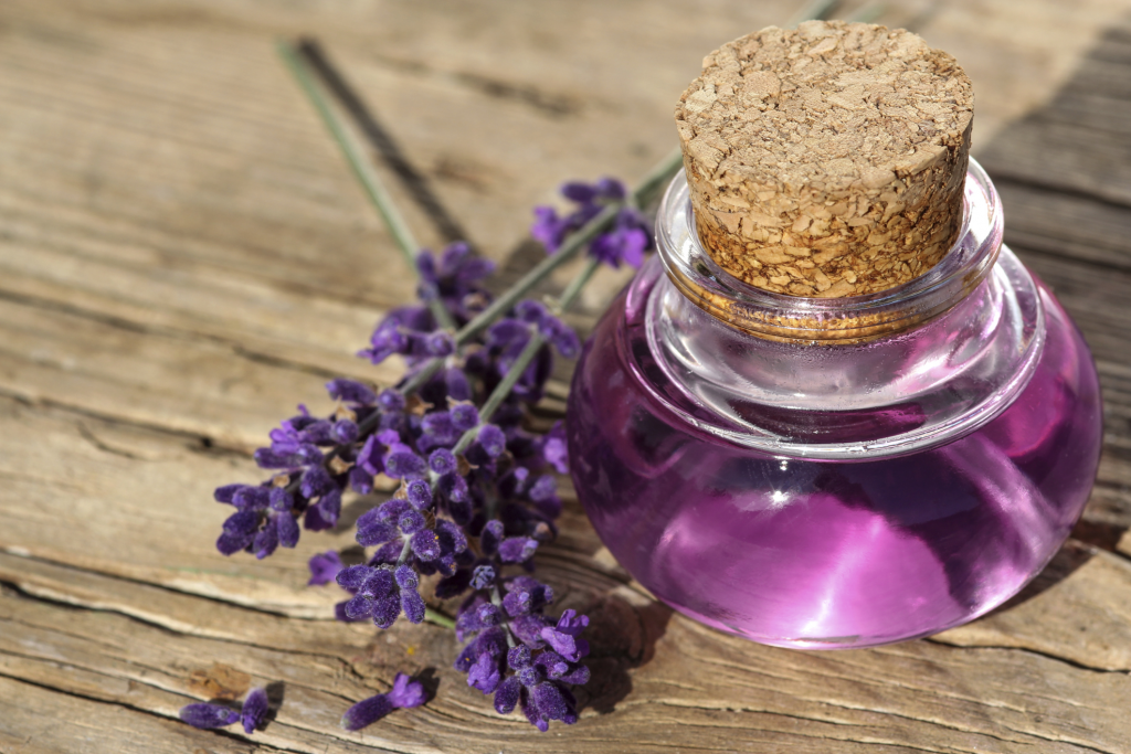 Thế giới Lavender
