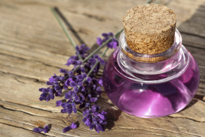 Thế giới Lavender