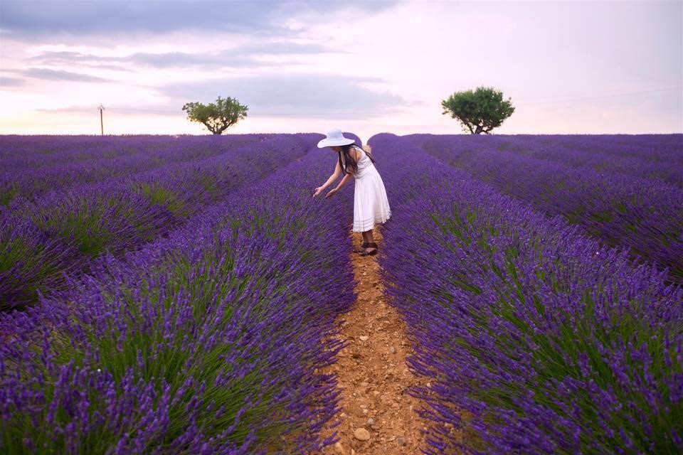 hoa lavender khô