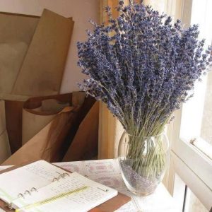 hoa lavender khô