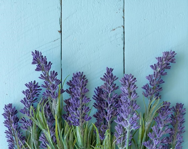 hoa lavender khô