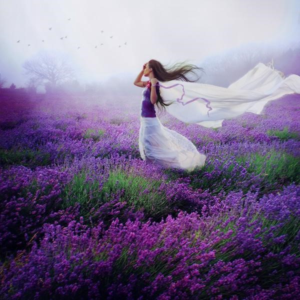 hoa lavender khô