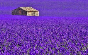 hoa lavender khô