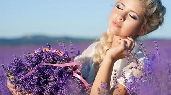 hoa lavender khô
