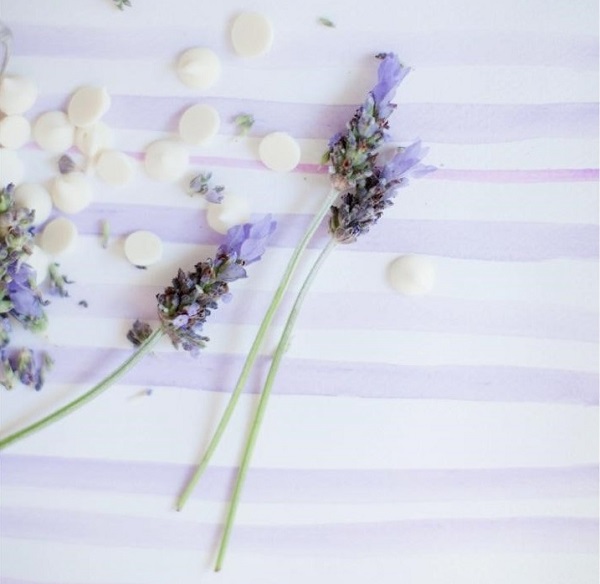 hoa lavender khô