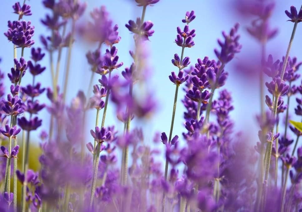 hoa lavender khô