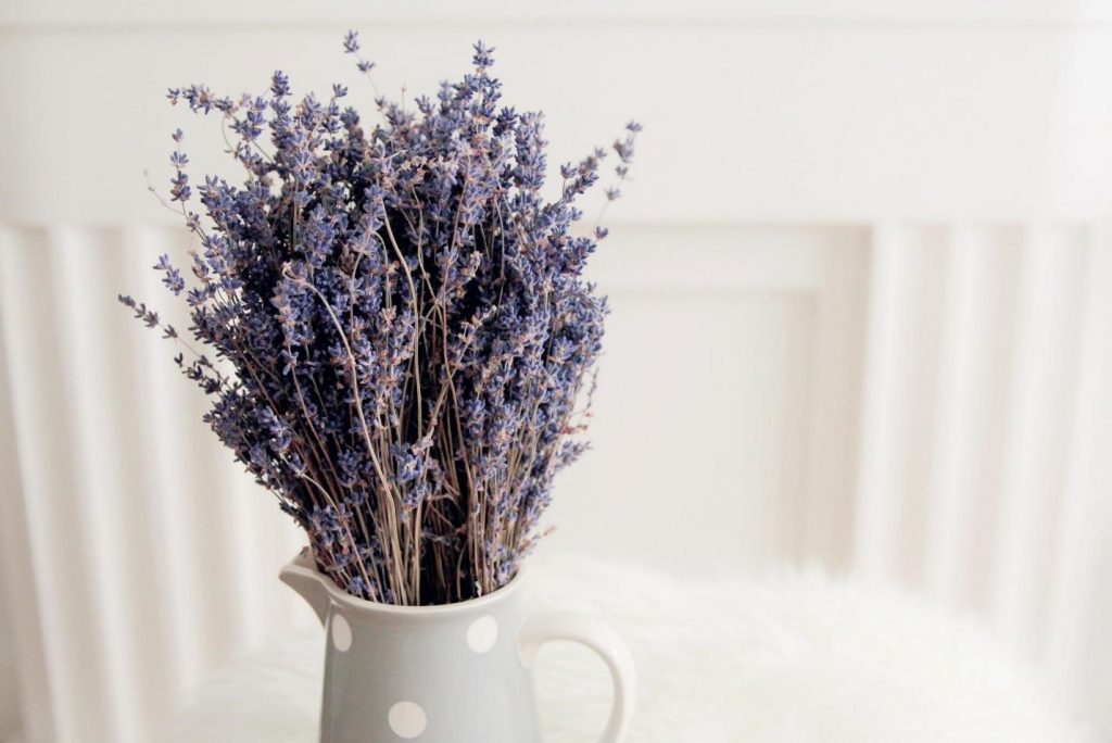 hoa lavender khô