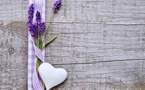 hoa lavender khô