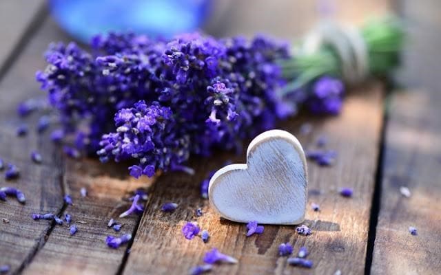 hoa khô Lavender