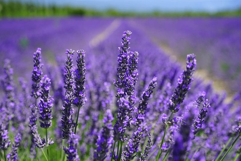 hoa khô Lavender