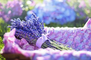 hoa khô Lavender