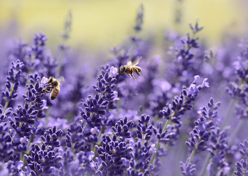 hoa khô Lavender