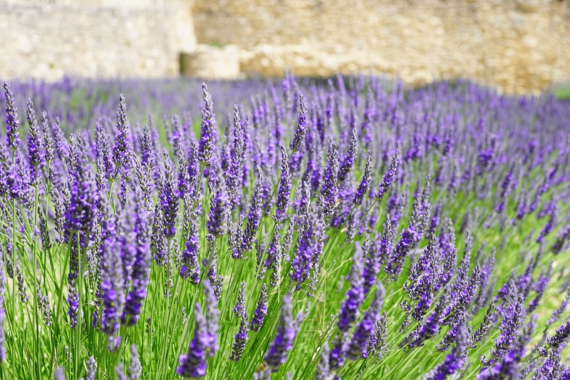 hoa Lavender