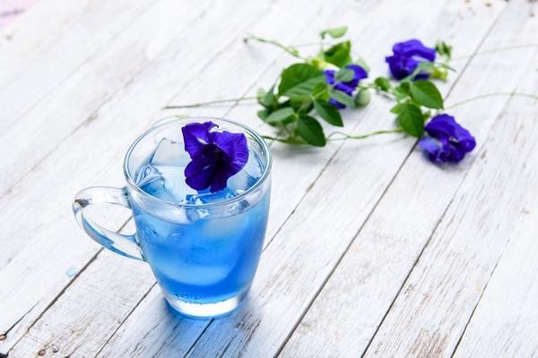 trà hoa đậu biếc