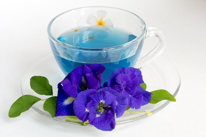 trà hoa đậu biếc